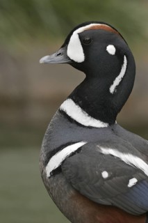Harlequin Duck (Histrionicus histrionicus) male, California, USA