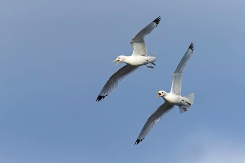Dreizehenmöwe, Black-legged Kittiwake, Kittiwake, Rissa tridactyla, Mouette tridactyle, Gaviota