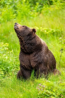 Eurasian brown bear (Ursus arctos arctos) sitting on a meadow, Bavarian Forest, Bavaria, Germany