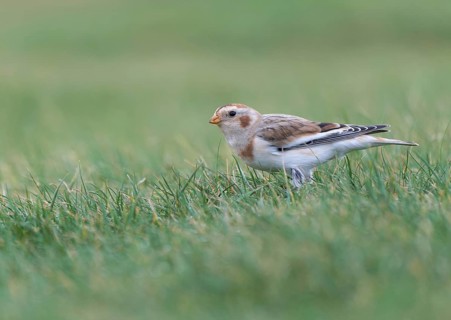 Snow Bunting (Plectrophenax nivalis), Asturias, Spain
