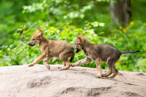 Eurasian wolf (Canis lupus lupus) cubs (youngster) on a little sand hill in the forest, Hesse,