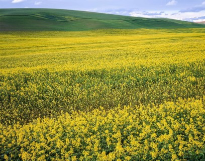 Bright yellow canola fields in full bloom with rolling green hills of developing wheat in the