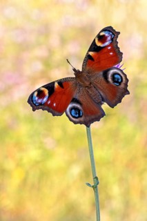 Das Tagpfauenauge, der farbenprächtige und weit verbreitetet Schmetterling auf einer sommerlichen