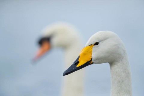 Whooper swan (Cygnus cygnus) adult bird head portrait with a Mute swan (Cygnus olor) in the