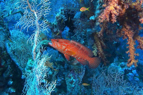 Jewelled grouper (Cephalopholis oligosticta)