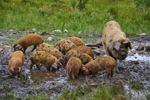 A sow and her piglets play in the muddy area of a meadow, pig breed, Oxford Sandy and Black,