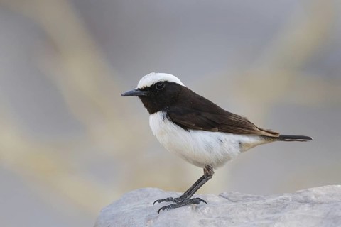 Arabian Wheatear (Oenanthe lugentoides), Oman