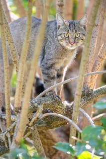 European wildcat (Felis silvestris silvestris) on an old tree trunk, Hesse, Germany