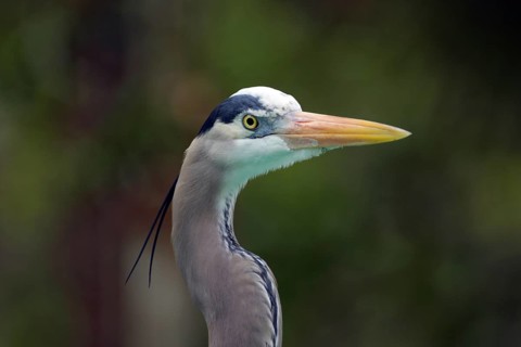 Portrait of the Canadian Heron (Ardea herodias) in Homosassa, Florida, USA