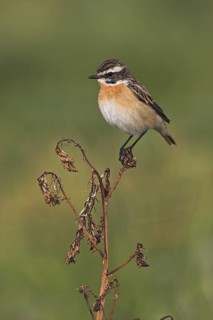 Whinchat (Saxicola rubetra) male, Lesvos, Greece