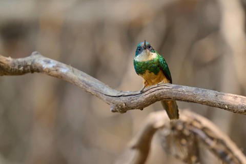 A colourful bird looks up and sits on a branch against a blurred background, Rufous-tailed jacamar