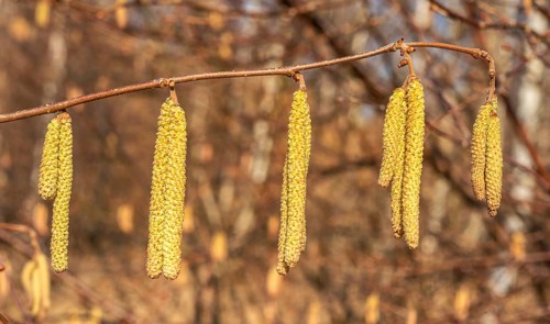 Common hazel (Corylus avellana), pollen, early flowering in Ystad, Skåne county, Sweden,