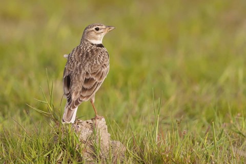 Calandra Lark (Melanocorypha calandra), Ankara, Turkey
