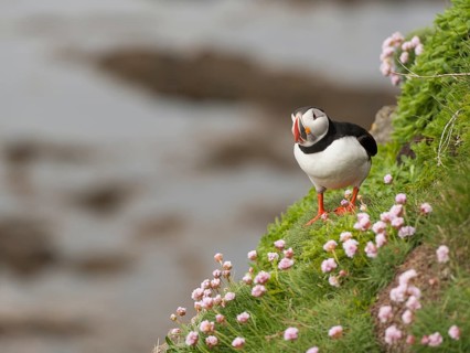 Atlantic Puffin (Fratercula arctica), Látrabjarg, Iceland