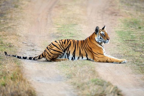 King tiger (Panthera tigris tigris), tigress Mutschili, India