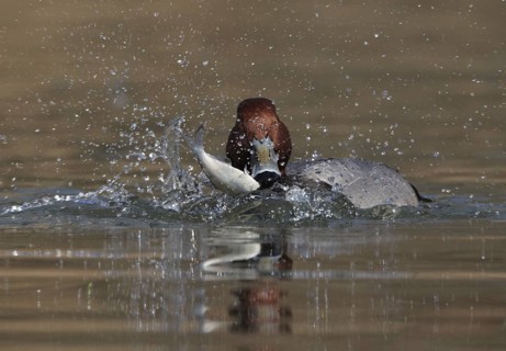 Redhead (Aythya americana) male, Ohio, USA