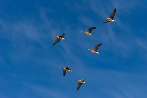 Greater White-fronted Goose (Anser albifrons) flock flying, Lower Saxony, Germany