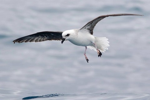 White-headed Petrel (Pterodroma lessonii) flying, Victoria, Australia