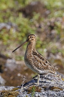 Common Snipe (Gallinago gallinago), Iceland