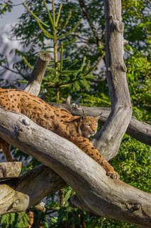 One Eurasian lynx, (Lynx lynx), doing some stretching high up on a dead tree. Side view with