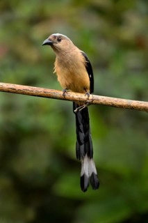 Bornean Treepie (Dendrocitta cinerascens) perched on a branch, Sabah, Malaysia