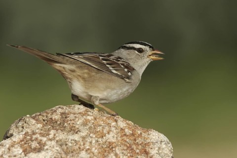 White-crowned Sparrow (Zonotrichia leucophrys), Arizona, USA