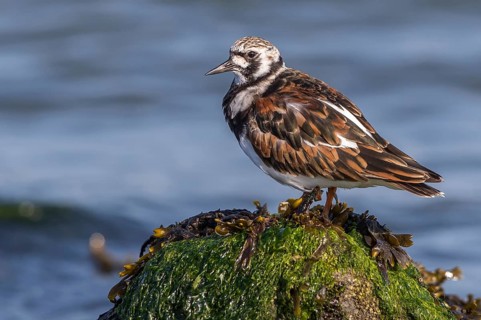 Ruddy Turnstone (Arenaria interpres), Texel, Netherlands