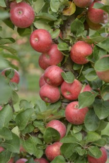 Columnar apple (Malus domestica CAMPANILO® PRIMO), LVG Erfurt, Erfurt, Thuringia, Germany