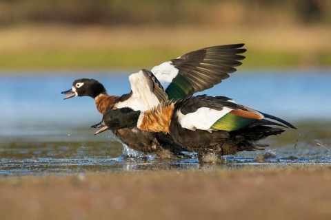 Australian Shelduck (Tadorna tadornoides) pair, Victoria, Australia