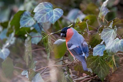 Eurasian Bullfinch (Pyrrhula pyrrhula) male, Bavaria, Germany