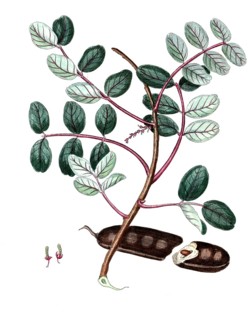 Ceratonia siliqua, carob tree, digital reproduction of a historical model, between 1790 and 1810