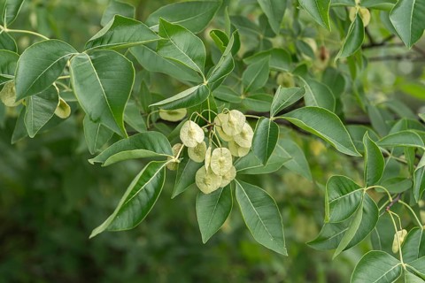 Hop tree (Ptelea trifoliata)