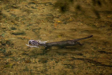 A tranquil image of a nutria swimming seamlessly in the serene waters of Khao Sok National Park,