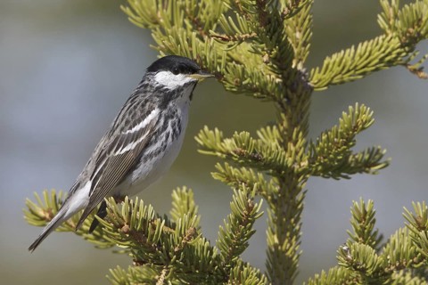 Blackpoll Warbler (Setophaga striata) male, Manitoba, Canada
