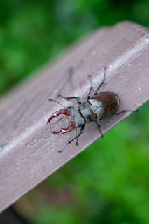 Unexpected guest - stag beetle on a bench in the oak forest of the Swabian Pre-Alps