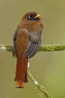 Masked Trogon (Trogon personatus) female, Ecuador