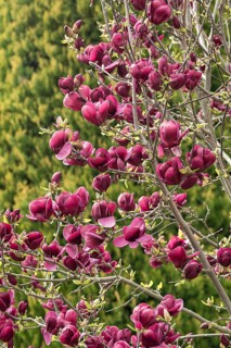 Purple magnolia (Magnolia 'Genie')