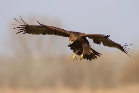 Greater Spotted Eagle (Clanga clanga) juvenile flying, Subotica, Serbia