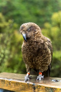 A Kea in Arthurs Pass National Park, Canterbury South Island, New Zealand