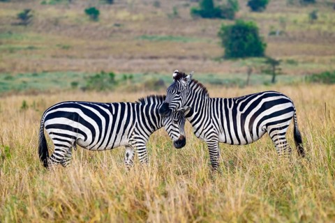 Two plains zebra (Equus quagga), cuddling, Serengeti National Park, Tanzania