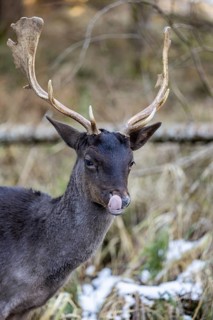 Fallow deer (Dama dama), portrait, male, captive, Landsberg am Lech Wildlife Park, Upper Bavaria,