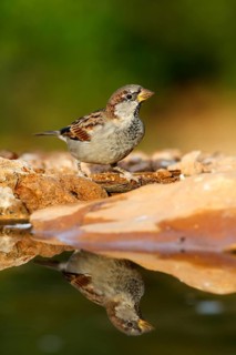 House Sparrow (Passer domesticus) male, Alicante, Spain