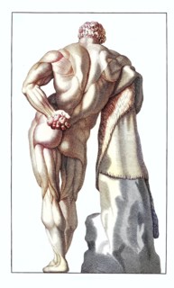 Anatomy, symbolic, the statue of Hercules Farnese from behind, a classic muscle study of a man