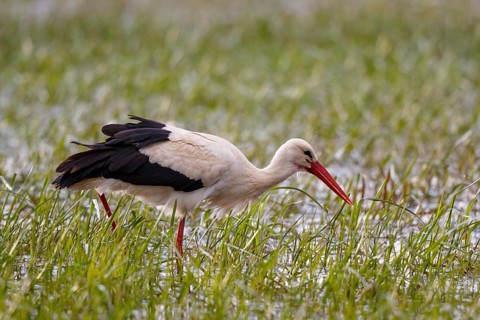 White Stork (Ciconia ciconia) foraging, Poland