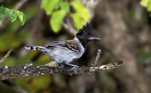 Black-crested Antshrike Sakesphorus canadensis Trinidad, WEST INDIES February Adult Male
