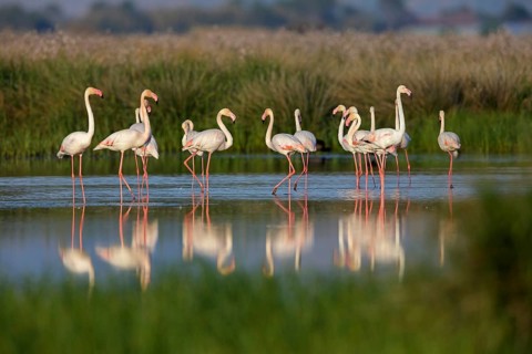 Rosaflamingo, Greater Flamingo, Phoenicopterus ruber, Phoenicopterus roseus, Flamant rose, Flamenco