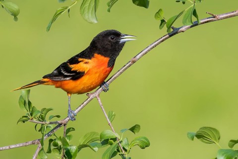 Baltimore Oriole (Icterus galbula) perched on a branch in Ontario, Canada