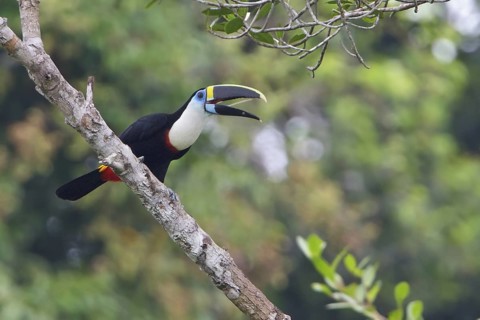 White-throated Toucan (Ramphastos tucanus) perched on a branch in Ecuador, South America