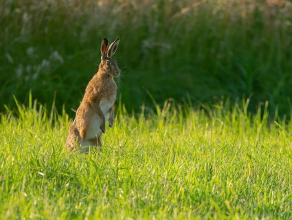 European hare (Lepus europaeus) standing on its hind paws in a green meadow, making a cone,