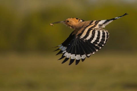 Eurasian Hoopoe (Upupa epops) flying with food in its beak, Subotica, Serbia